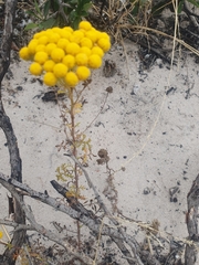 Oncosiphon suffruticosus