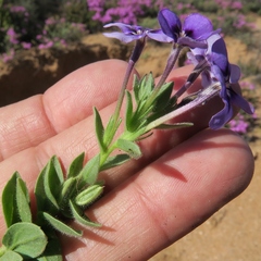 Jamesbrittenia fruticosa