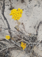 Oncosiphon suffruticosus