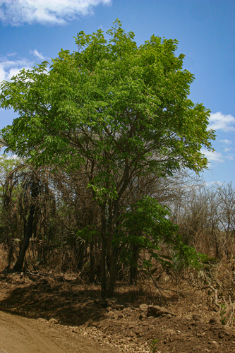 Dalbergia boehmii image