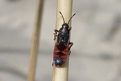 Ischnodemus sabuleti