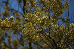 Dalbergia boehmii image