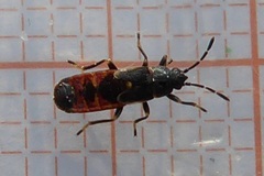 Ischnodemus sabuleti