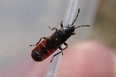 Ischnodemus sabuleti