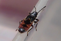 Ischnodemus sabuleti