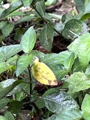 Pyrisitia dina