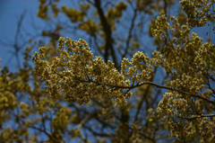 Dalbergia boehmii image