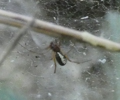 Frontinellina frutetorum