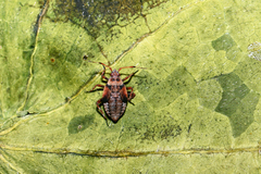 Deraeocoris olivaceus