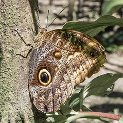 Caligo telamonius
