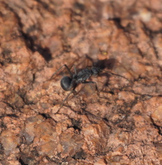 Polyrhachis schistacea
