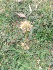 Gomphrena perennis