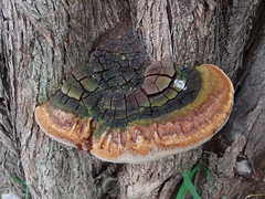 Fulvifomes grenadensis