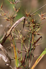 Rhynchospora corniculata