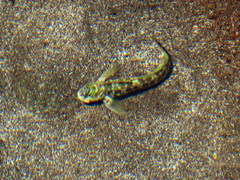 Entomacrodus cadenati