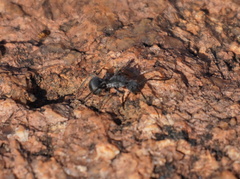 Polyrhachis schistacea