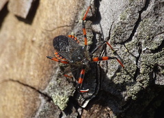 Rhynocoris annulatus