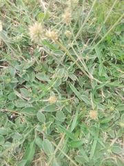 Gomphrena perennis