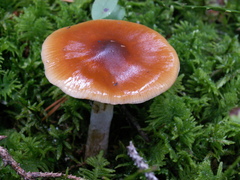 Cortinarius mucosus