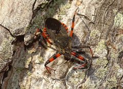 Rhynocoris annulatus