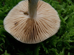 Cortinarius mucosus