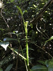 Zanthoxylum quinduense