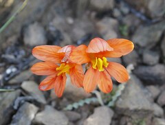 Tritonia watermeyeri