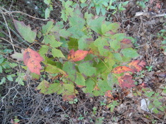 Toxicodendron radicans negundo