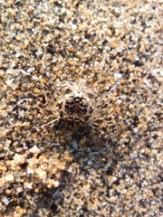 Ocypode occidentalis