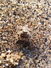 Ocypode occidentalis