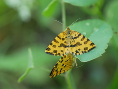 Pseudopanthera macularia