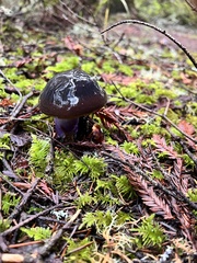 Cortinarius seidliae