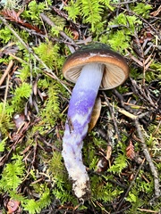 Cortinarius seidliae