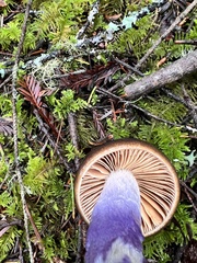 Cortinarius seidliae