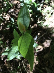 Prunus buxifolia