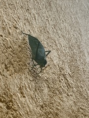 Stilpnochlora
