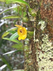 Bulbophyllum analamazoatrae image