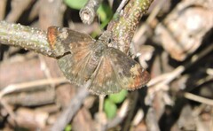 Erynnis zarucco