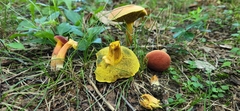 Cyanoboletus
