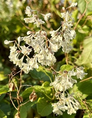 Fallopia baldschuanica