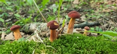 Cyanoboletus