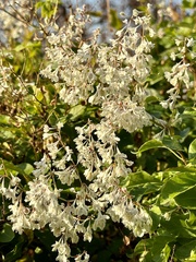 Fallopia baldschuanica
