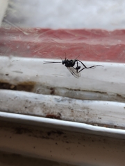 Evania appendigaster