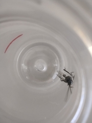 Evania appendigaster