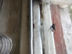 Evania appendigaster