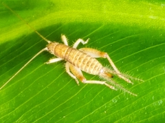 Mogoplistidae