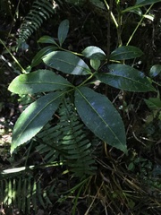 Zanthoxylum quinduense