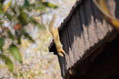Paraxerus cepapi