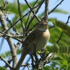 Furnariinae