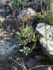 Dudleya abramsii bettinae